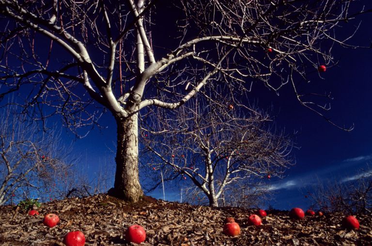 apple-does-not-fall-far-from-the-tree-122513144-5c49d069c9e77c00010322b7